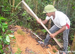 Theo chân thợ săn thò tay vào từng hốc cây, hốc đá để &#8220;săn&#8221; dế rừng