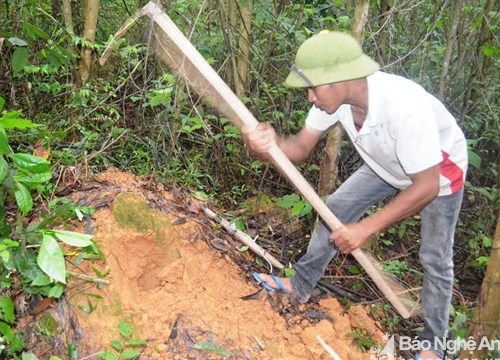 Theo chân thợ săn thò tay vào từng hốc cây, hốc đá để "săn" dế rừng