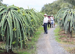 Thu phí xuất khẩu thanh long ruột đỏ nông dân sẽ có lợi hơn về giá