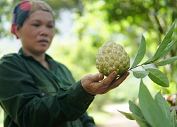 Trồng na sạch trên núi Mặt Quỷ, lái Trung Quốc vào tận nơi lùng mua