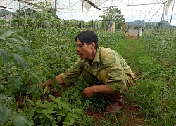 Trồng rau trong nhà giàn, đất ít mà thu tiền nhiều