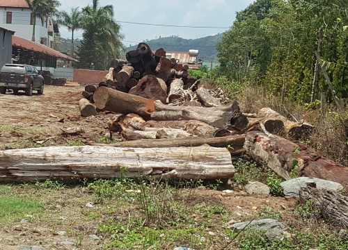 Vụ bắt trùm gỗ lậu Phượng "râu": Nhiều kiểm lâm bị kỷ luật