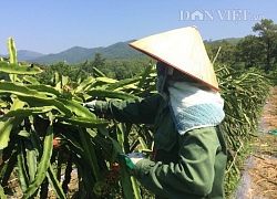 Bỏ trụ, cho leo giàn, trồng thanh long ruột đỏ dễ như ăn kẹo