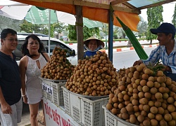 Giá 150.000 đ/kg, nhãn xuồng bắp cải cháy hàng vì ngọt, thơm cỡ này