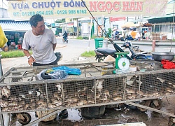 Giá chuột đồng tăng cao vì "đi" nhiều vào nhà hàng, khách sạn