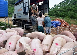 Giá heo hơi hôm nay 21/8: Lợn hơi duy trì mức cao, thương lái không dám "ôm" hàng