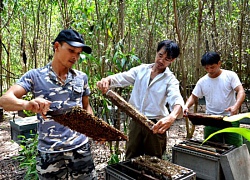 Hết &#8220;hot&#8221;, giá mật ong sụt giảm, nhiều hộ bỏ nghề vì thua lỗ