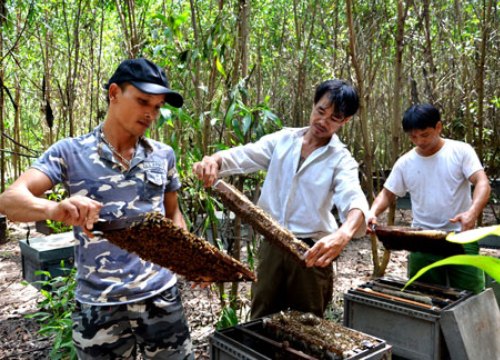 Hết "hot", giá mật ong sụt giảm, nhiều hộ bỏ nghề vì thua lỗ