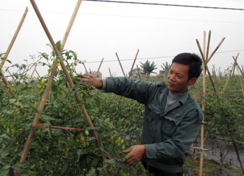 Liên kết sản xuất sạch, nhà nông Cố đô vừa khỏe vừa giàu lên