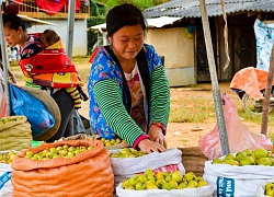 Mùa sơn tra được giá, nông dân Tỏa Tình lên rừng là có tiền triệu