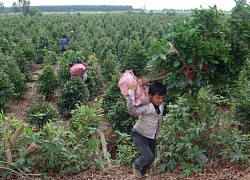 Người trồng mai vàng Bình Chánh rục rịch vào mùa đón tết Kỷ Hợi