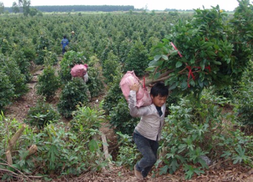 Người trồng mai vàng Bình Chánh rục rịch vào mùa đón tết Kỷ Hợi