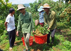 Nhãn ghép Sơn La ngày càng tăng giá, không có chuyện 3.000 đồng/kg