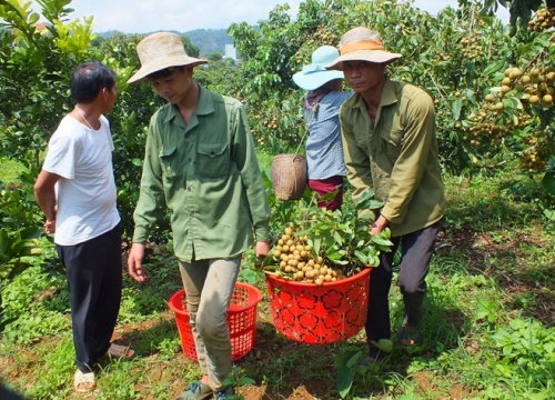 Nhãn ghép Sơn La ngày càng tăng giá, không có chuyện 3.000 đồng/kg