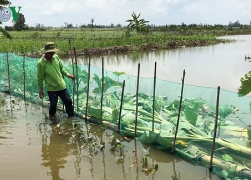 Thoát vòng luẩn quẩn lúa vụ 3 nhờ nuôi tới 10 loại cá mùa nước nổi