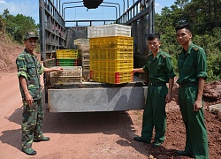 Thu giữ, tiêu hủy 20.000 con gà không rõ nguồn gốc xuất xứ