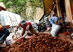 Trộn đất đỏ để 'đánh lận' khoai tây Trung Quốc thành khoai tây Đà Lạt