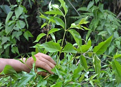 Vợ nhẫn tâm bỏ lá ngón vào canh sát hại chồng