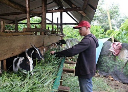 Bỏ lương chục triệu, lãng tử 9X về quê làm ruộng thuận tự nhiên