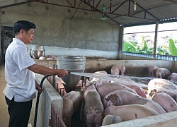 Giá heo hơi hôm nay 26/8: Ngừng tăng như "lên đồng", giá heo giống cũng hạ nhiệt