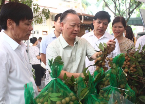 Hà Nội: Trồng nhãn đặc sản, miền đất này thu 400 tỷ đồng/năm