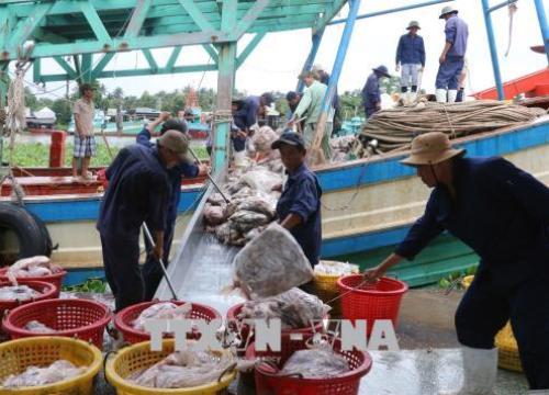 Kiên Giang quyết liệt ngăn chặn nạn khai thác thủy sản bất hợp pháp