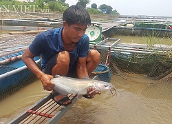 Nam Định: Ra giữa sông Hồng nuôi cá, "liều ăn hơi nhiều" tí thôi