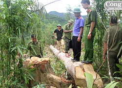 Phát hiện vụ phá rừng quy mô lớn