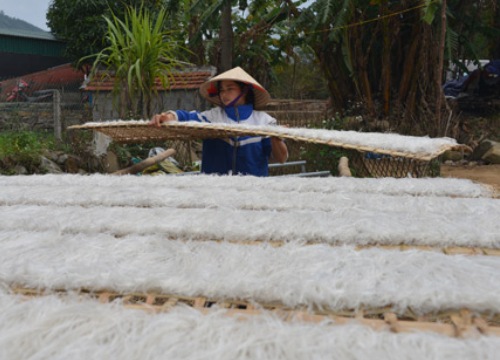 Sản lượng miến dong tăng gấp đôi, tỉnh Quảng Ninh kêu gọi tiêu thụ