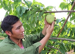 Sơn La: Công bố nhãn hiệu chứng nhận na Mai Sơn