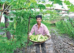 Trồng khổ qua, qua khổ lại thu về hàng chục triệu đồng mỗi vụ