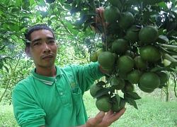 Bỏ ổi, nhãn, xoài, "độc tôn" quýt đường quy mô lớn, thu đều tiền tỷ