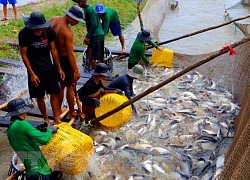 Các doanh nghiệp thủy, hải sản nhập hàng lớn nhưng 'quên' kê khai?