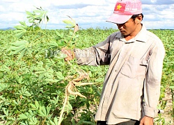 Đáng lo ngại: Dịch khảm lá mì lây lan ra 10 tỉnh thành