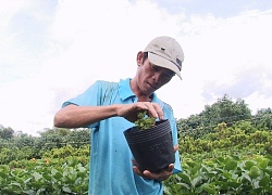 Đắt hàng nhờ trồng loài sen thơm, vừa xua muỗi, vừa làm kiểng