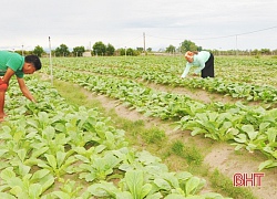 Được mùa củ cải trên đất cằn, dân xứ này chỉ chờ ngày "hái ra tiền"