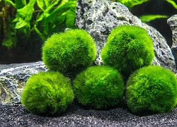 Giải mã thành công bí mật "vũ điệu marimo" - những trái "bóng rêu" linh vật của người Nhật Bản