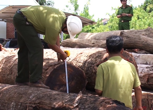 Khởi tố Hạt trưởng kiểm lâm tiếp tay cho trùm gỗ lậu Phượng "râu"