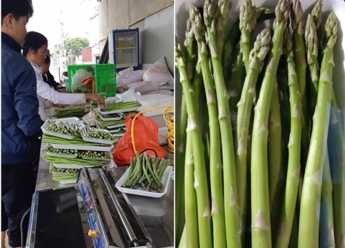 Làm giàu ở nông thôn: Bỏ lương nghìn đô về trồng rau "hoàng đế"