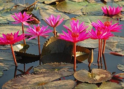 Lũ về, cùng cá linh, bông điên điển, nhớ cọng súng chấm mắm kho