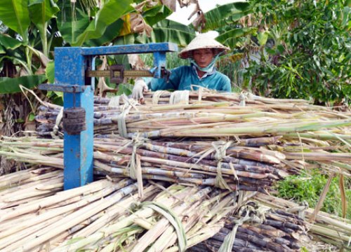 Mía chưa chặt, chính quyền đã phải họp 2 lần tìm kế "giải cứu"