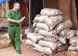 Nông dân khóc trên những luống khoai