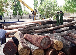 Phê chuẩn khởi tố bị can Hạt trưởng Hạt kiểm lâm về hành vi "Lợi dụng chức vụ"