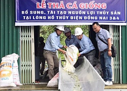 Thả 16 vạn con cá giống xuống hồ thủy điện Đồng Nai