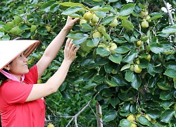 Vùng đất cây hồng trĩu quả, ăn ngon phải ngâm 3 ngày 4 đêm