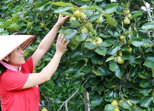 Vùng đất cây hồng trĩu quả, ăn ngon phải ngâm 3 ngày 4 đêm