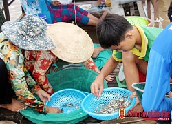 An Giang: Lũ về, vỗ béo cá linh, thả 1 tấn, sau 15 ngày thu 2 tấn