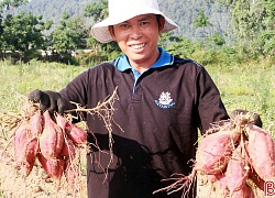 Hà Tĩnh: Bức tranh thần kỳ trong nông nghiệp, cát mặn cũng nở hoa