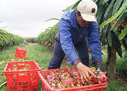 Mua thanh long chui, một thương lái Trung Quốc bị xử phạt