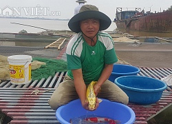 Nuôi loài cá nghìn đô trên sông Hồng, mỗi năm bỏ túi cả tỷ đồng.